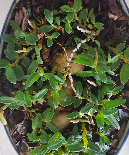 1631260720848584.png 4.png