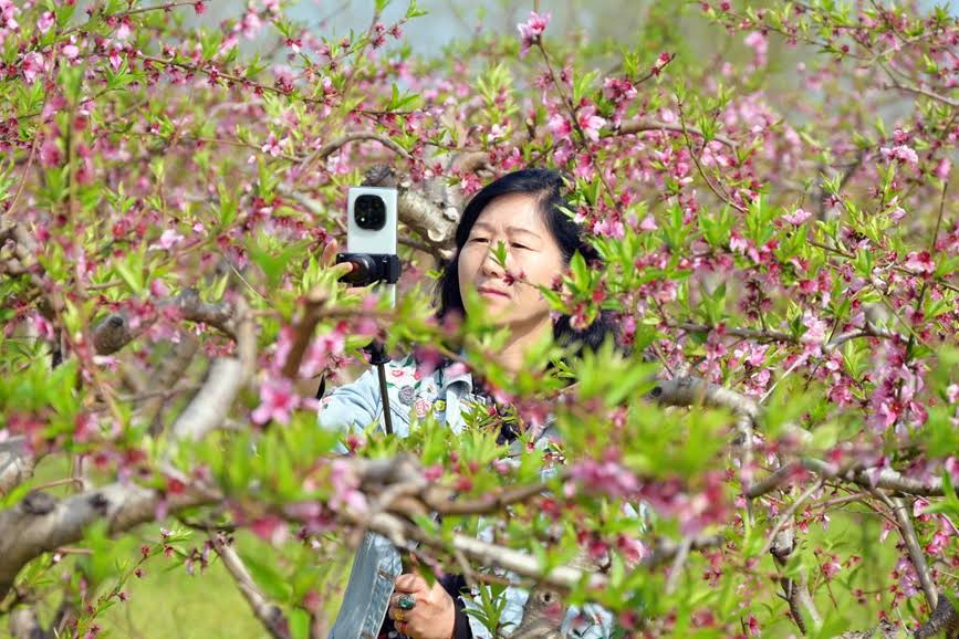 近日,南阳市社旗县乡村沃野百花盛开,吸引游客前来游玩、拍照。申鸿皓摄